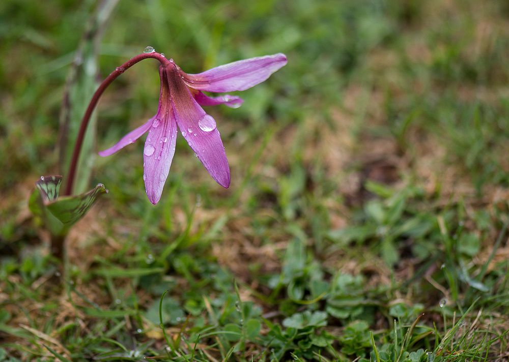 Etoile des Pyrénées