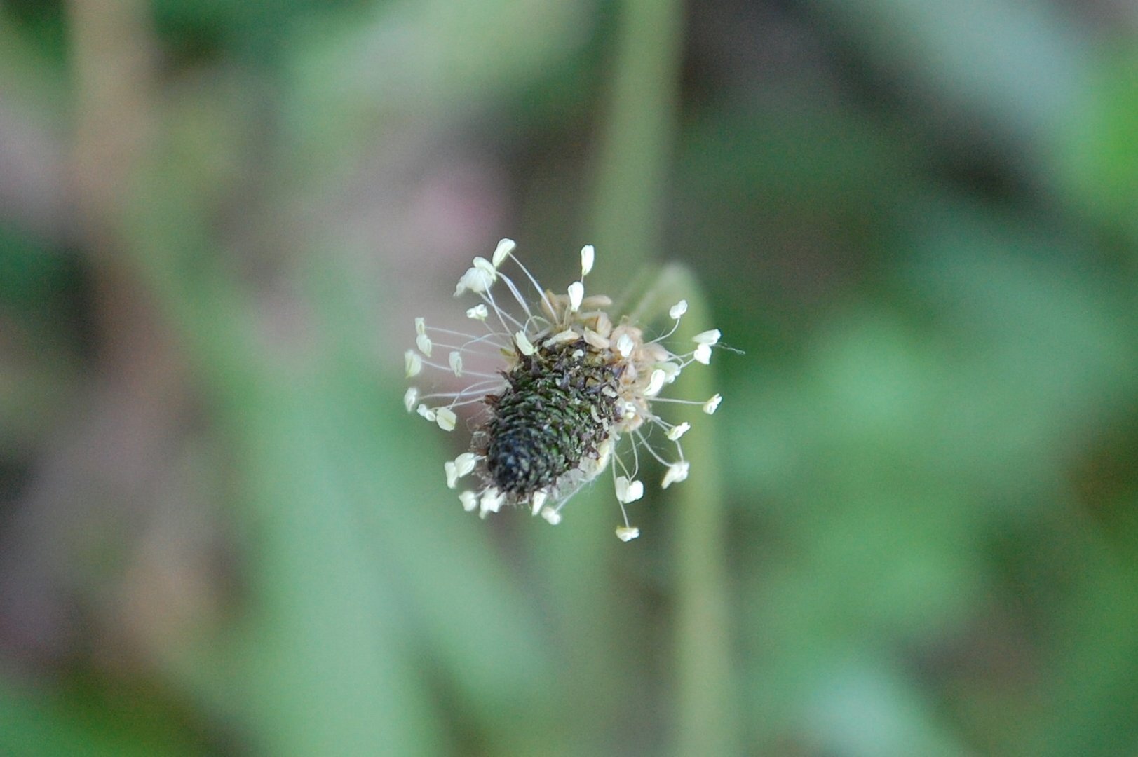 Etoile filante campagnarde