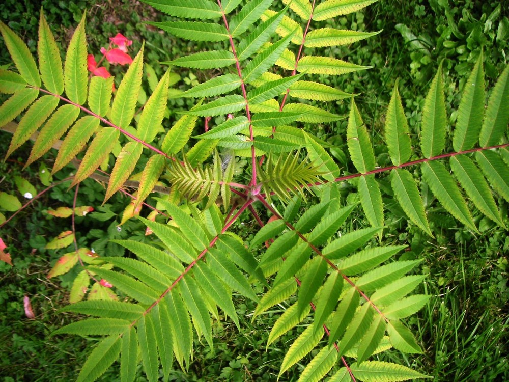 étoile verte