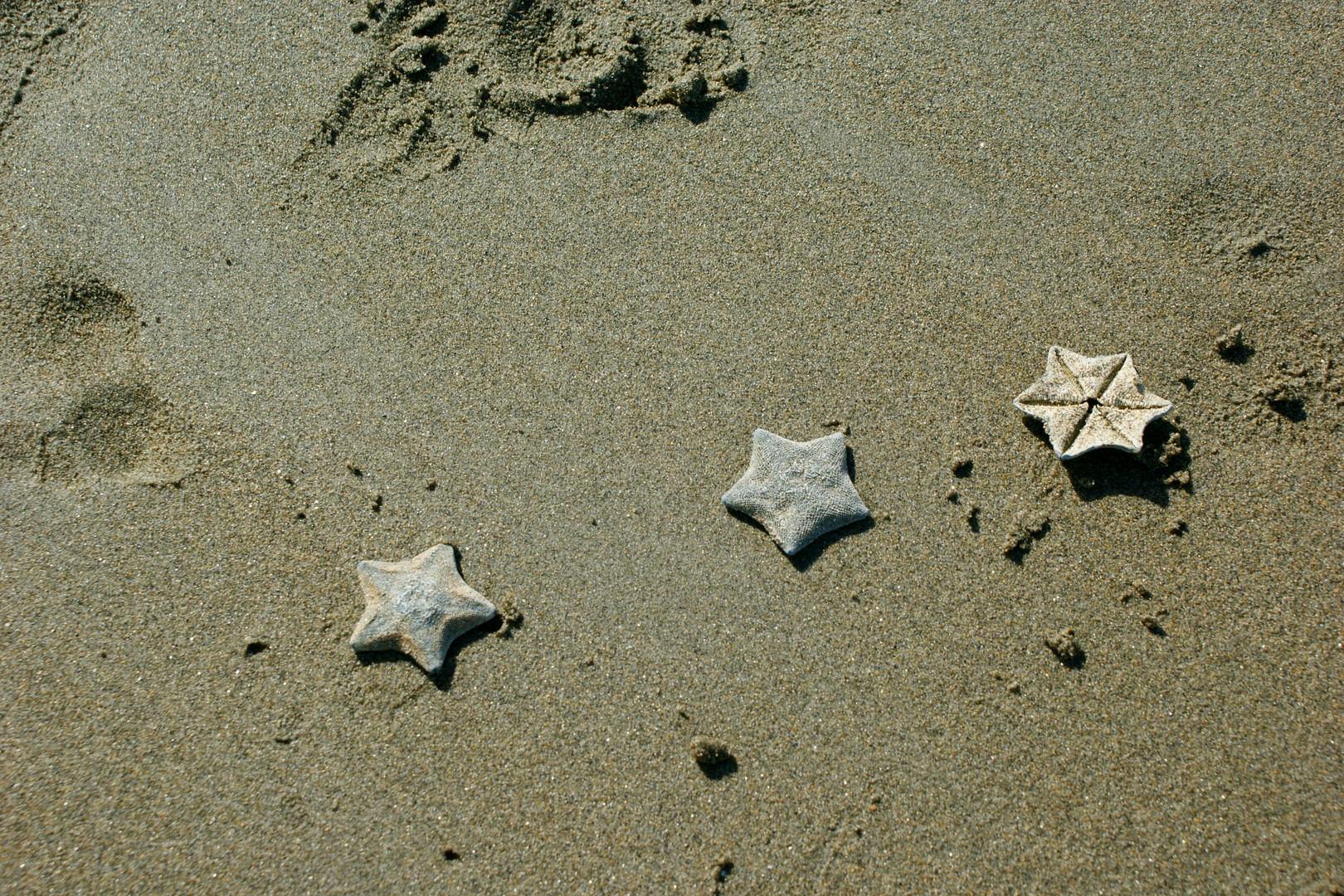 Etoiles se baladant sur la plage...