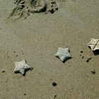 Etoiles se baladant sur la plage...