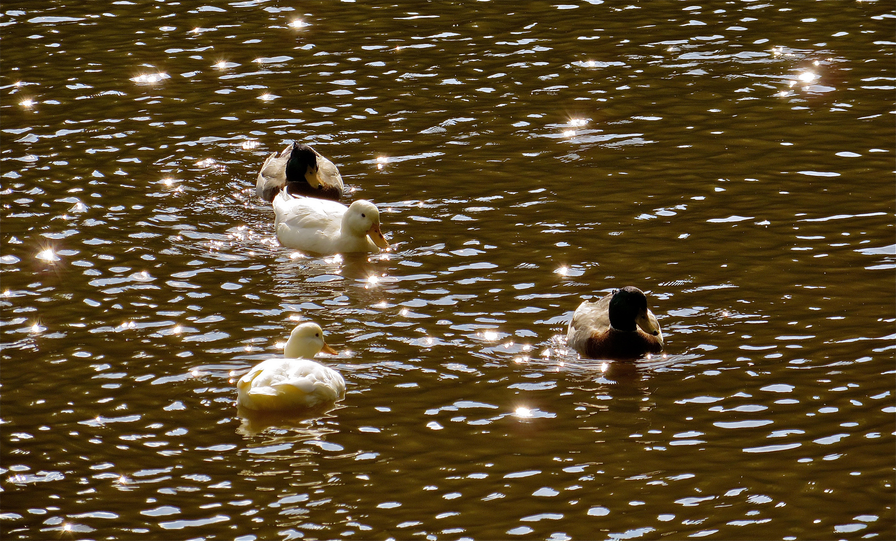 ... étoiles sur le lac !!!