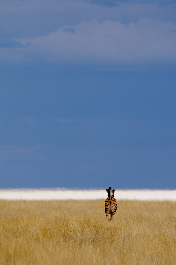 Etoschapfanne Foto & Bild | tiere, wildlife, säugetiere Bilder auf