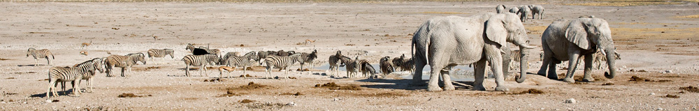 Etosha