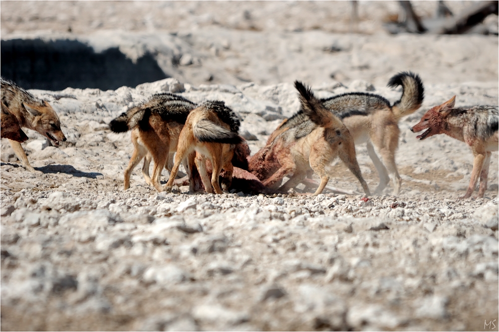 Etosha # 1