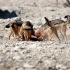 Etosha # 1