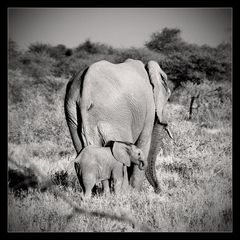 etosha 1