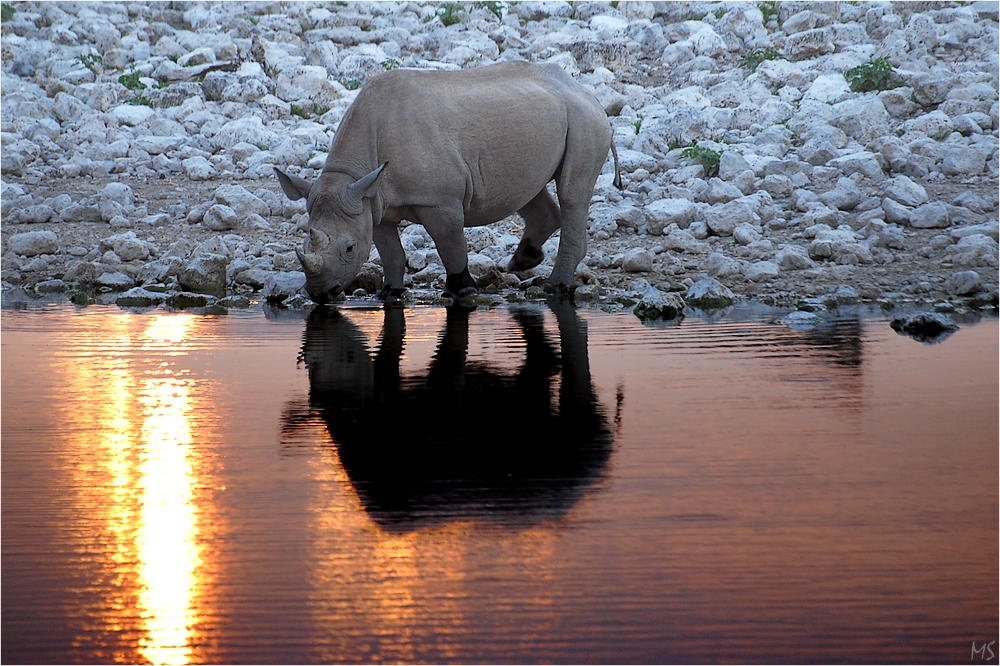 Etosha # 1