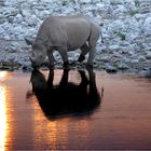 Etosha # 1