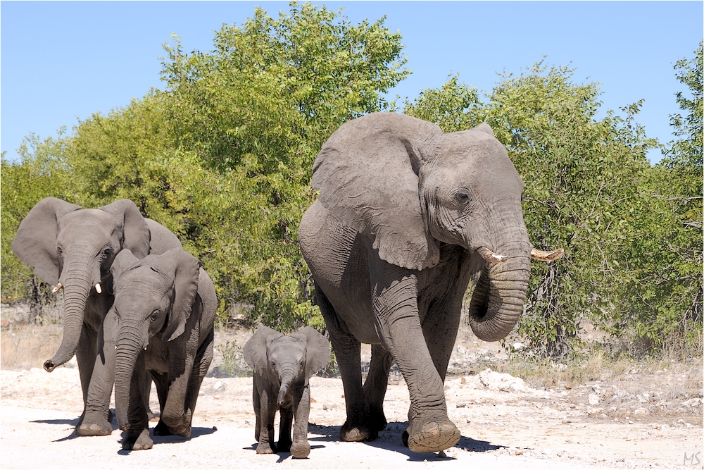 Etosha # 10