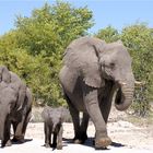 Etosha # 10