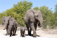 Etosha # 10