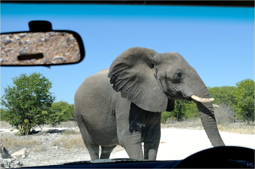 Etosha # 11