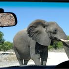 Etosha # 11