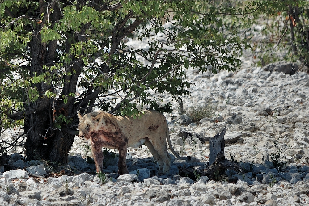 Etosha # 12