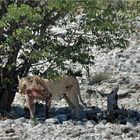 Etosha # 12