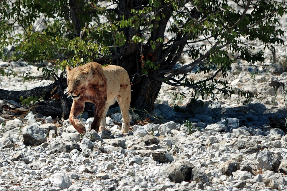 Etosha # 13