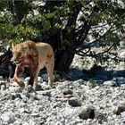 Etosha # 13