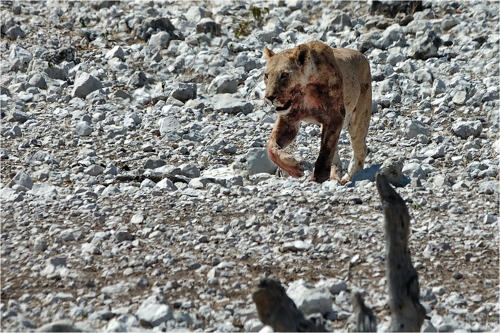 Etosha # 14