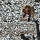 Etosha # 14