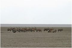 + etosha +