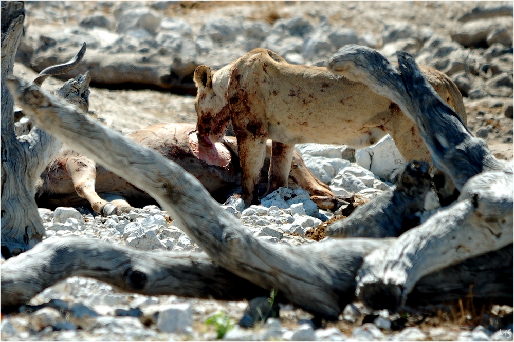 Etosha # 15