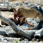 Etosha # 15