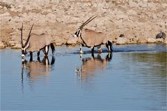 Etosha # 17