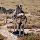 Etosha # 18