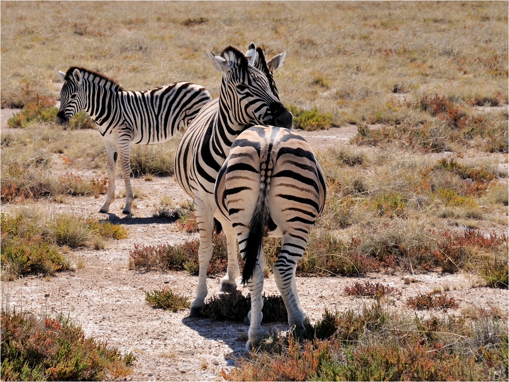 Etosha # 18