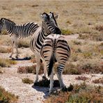 Etosha # 18