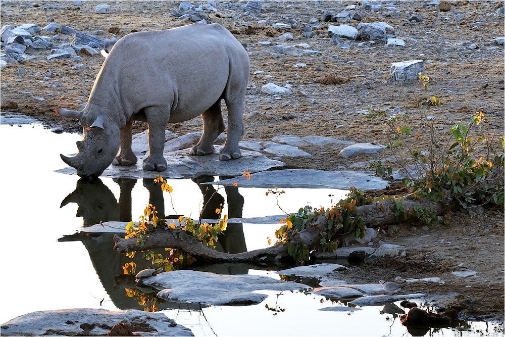 Etosha # 19