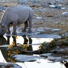 Etosha # 19