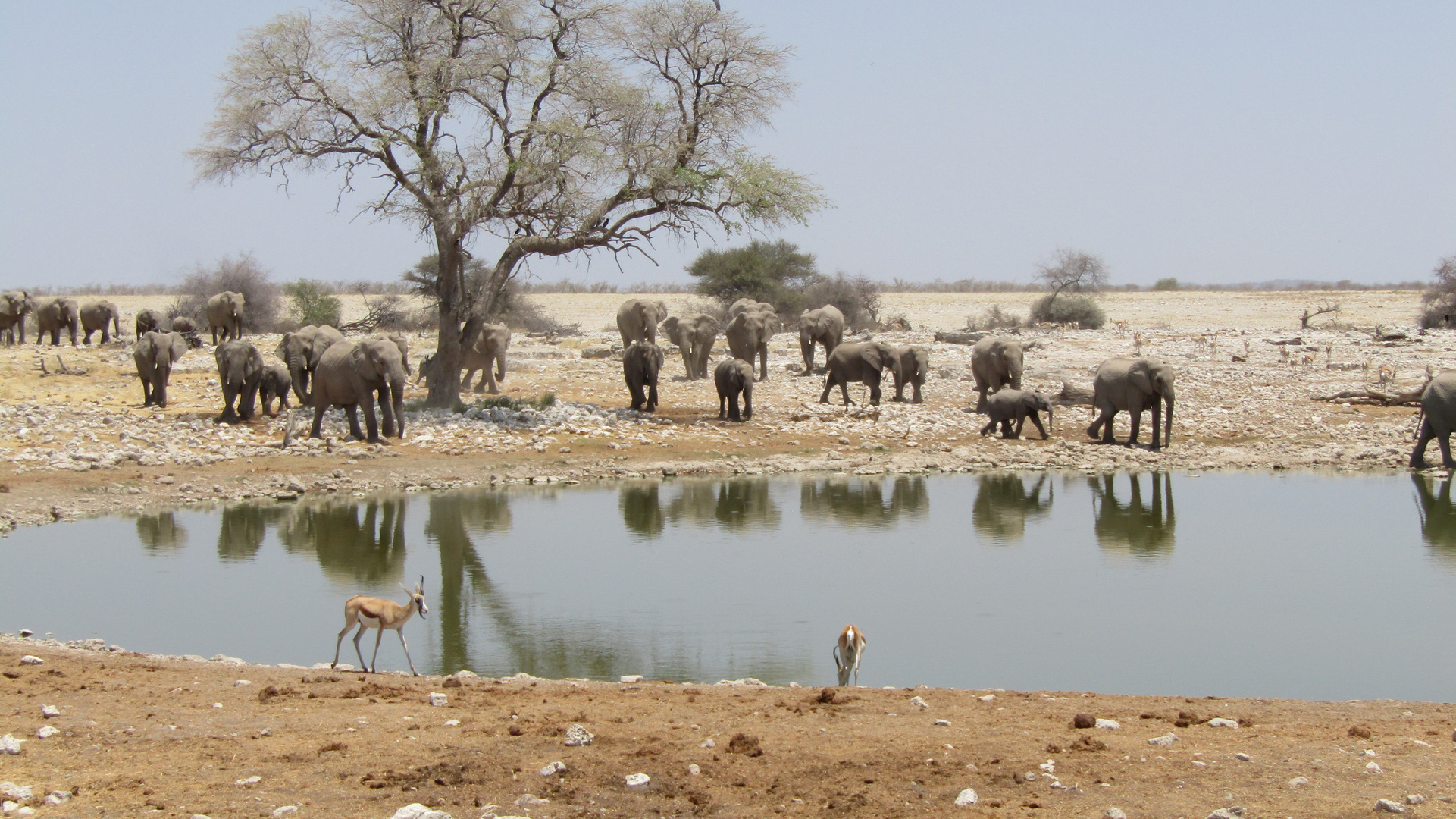 Etosha