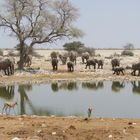 Etosha