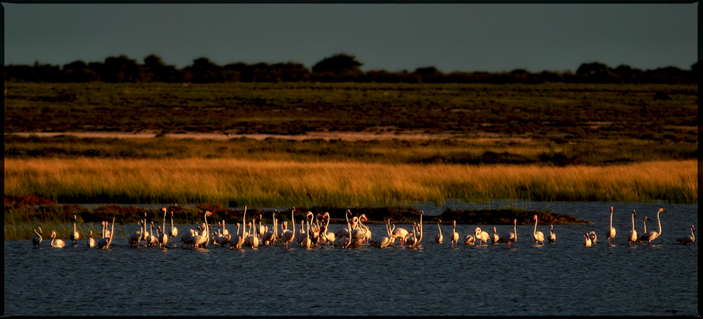 Etosha