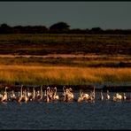 Etosha