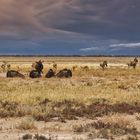 Etosha-2