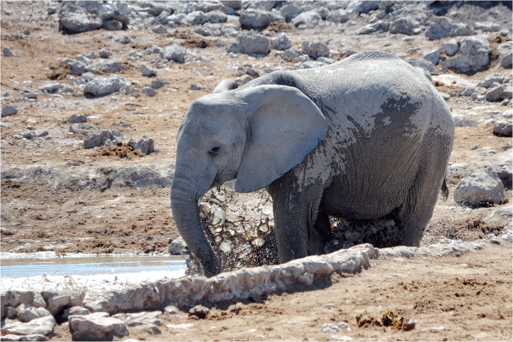 Etosha # 2