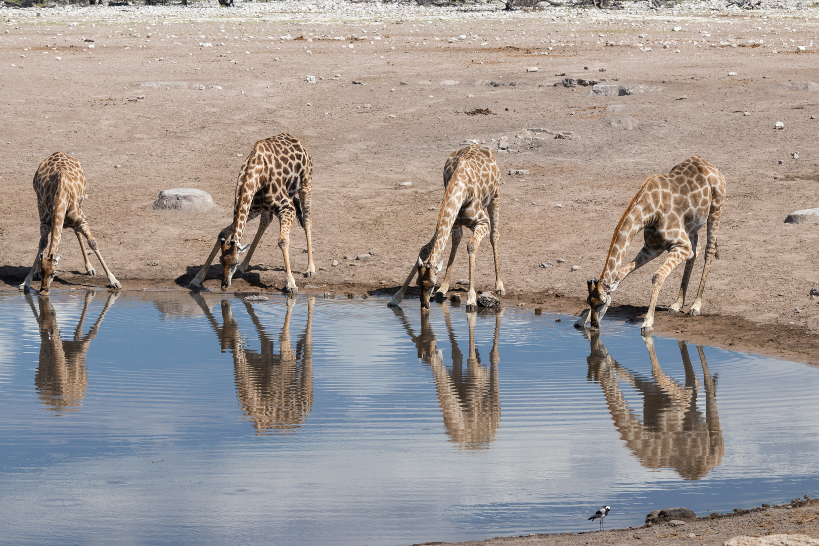 Etosha-2