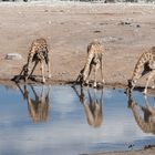 Etosha-2