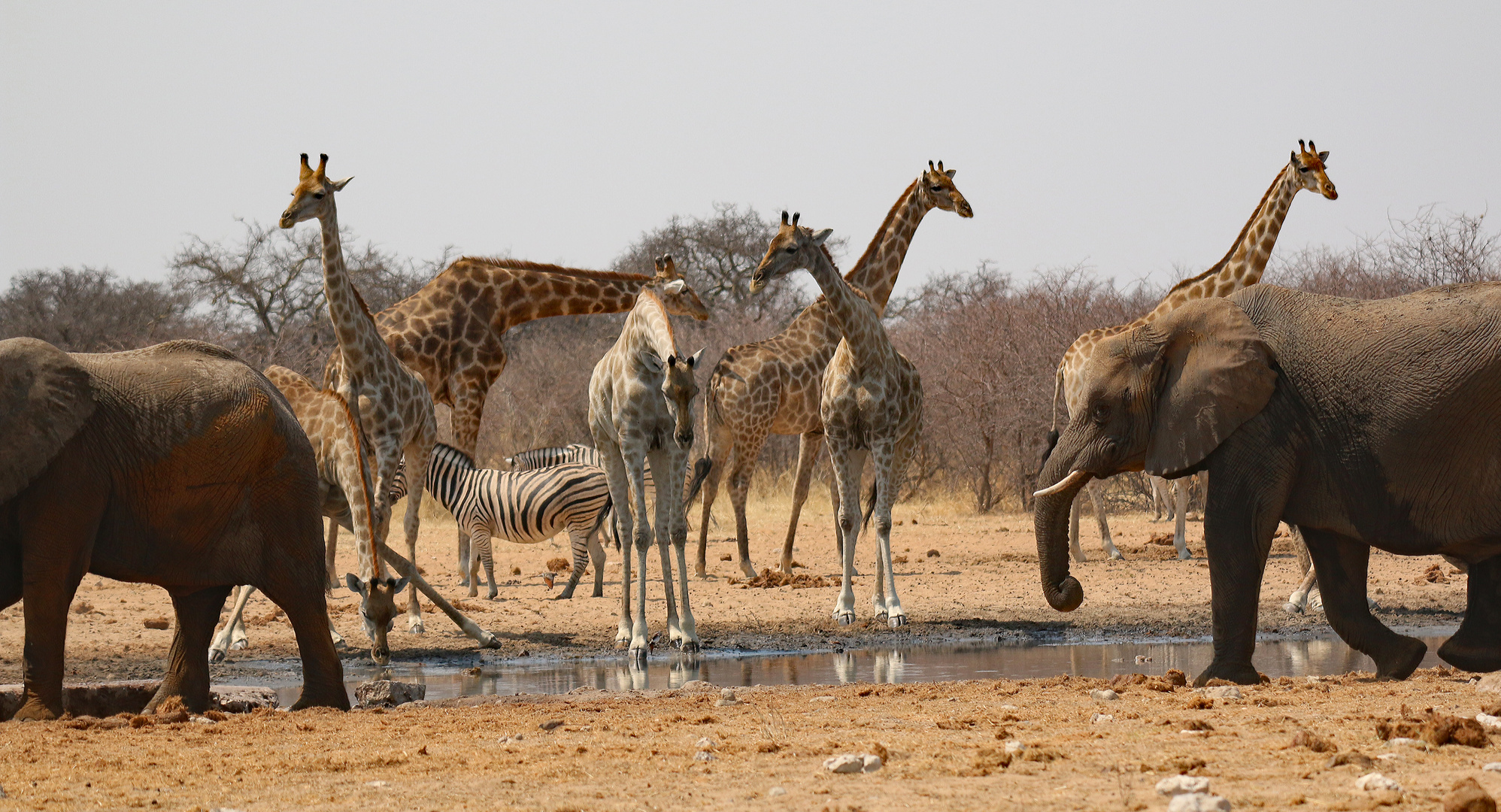 Etosha-2