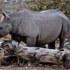 Etosha # 20