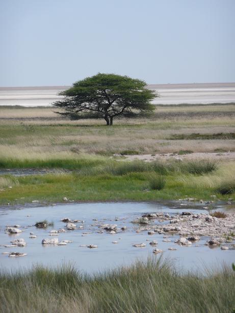 Etosha 2008