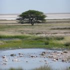 Etosha 2008