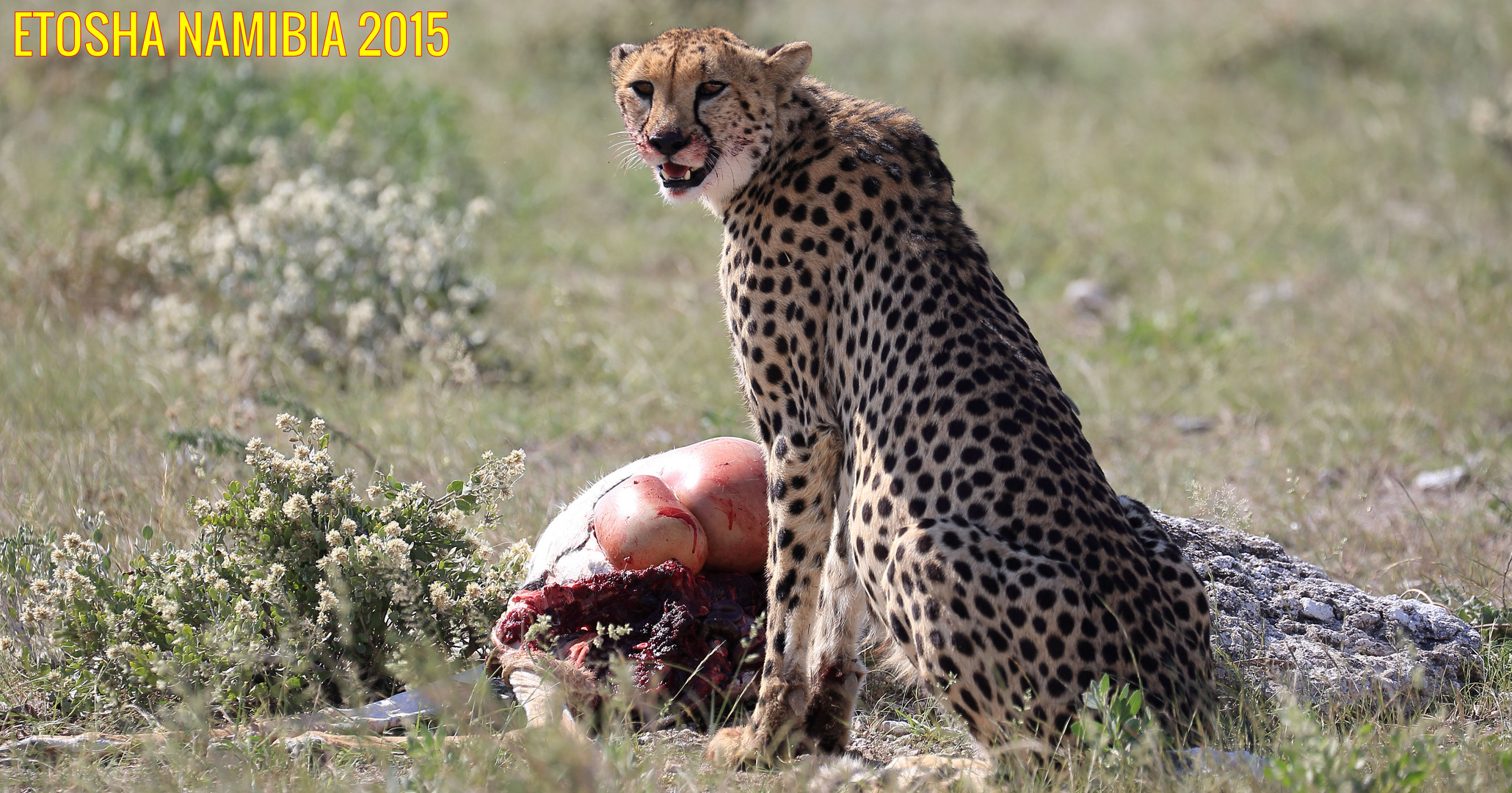 Etosha 2015