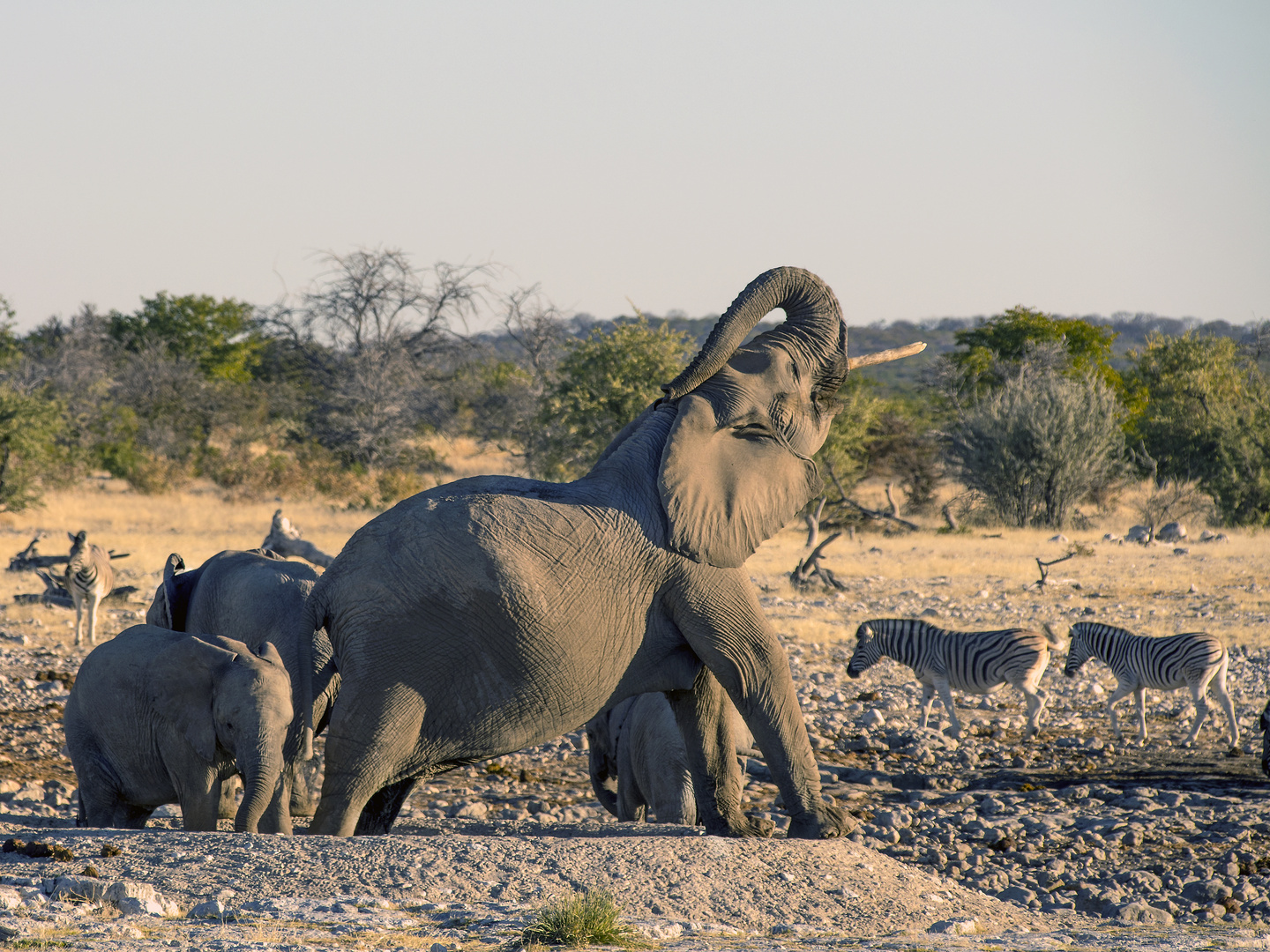 Etosha