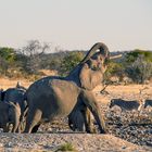 Etosha