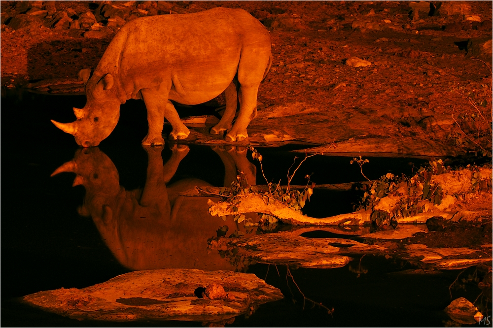 Etosha # 21