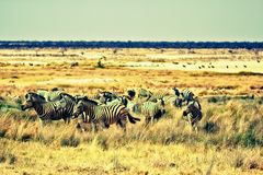 Etosha